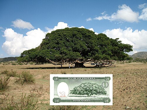 Eritrean nakfa (ERN) banknote